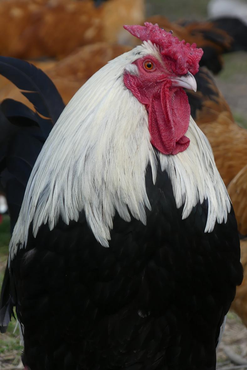 Frontalansicht eines rosenkämmigen Dorking Hahns (silberhalsig)