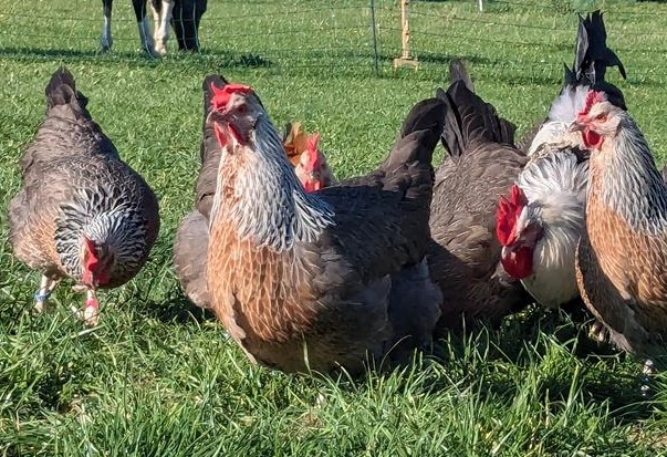 EIne Gruppe Dorking Hennen auf der Wiese EIne Gruppe Dorking Hennen auf der Wiese